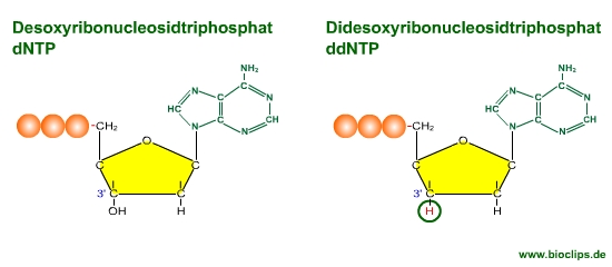 Didesoxiribonucleosidtriphosphat