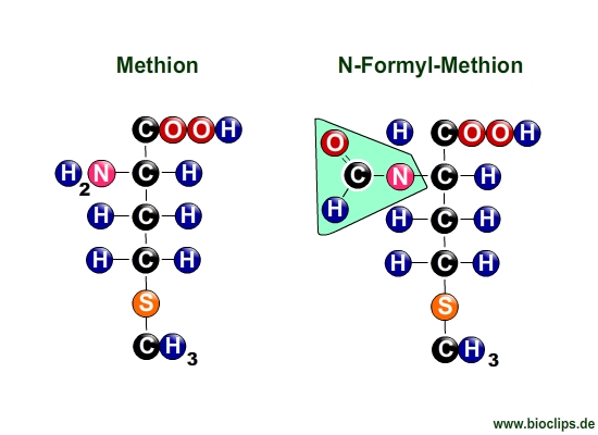 N-Formyl-Methionin