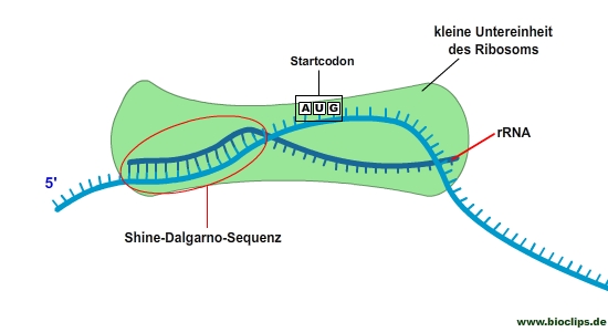 Ribosomenbindungsstelle