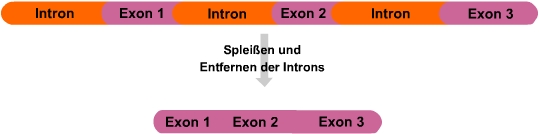 Intron - Exon