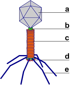 T4-Phage