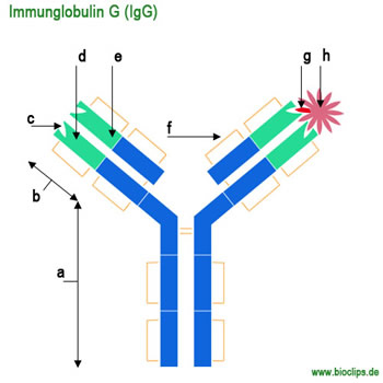 Immunglobulin G