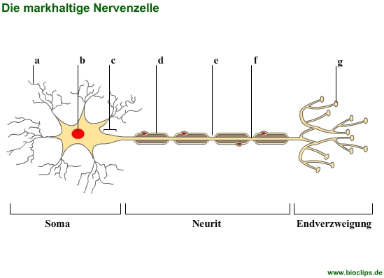 markhaltige Nervenzelle