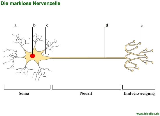 marklose Nervenzelle