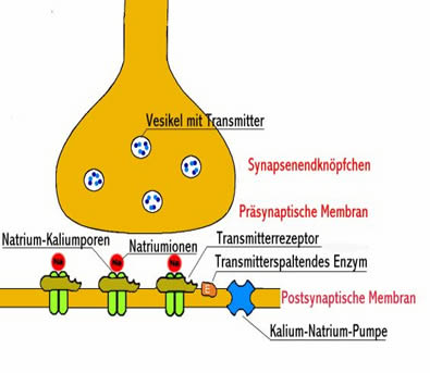 Synpase